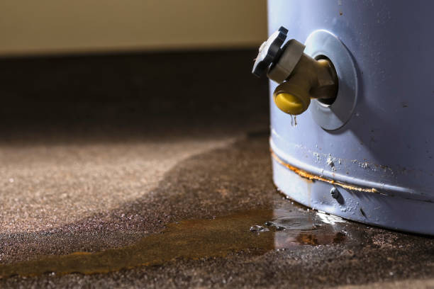 Best Mold removal after water damage  in Bruceton, TN