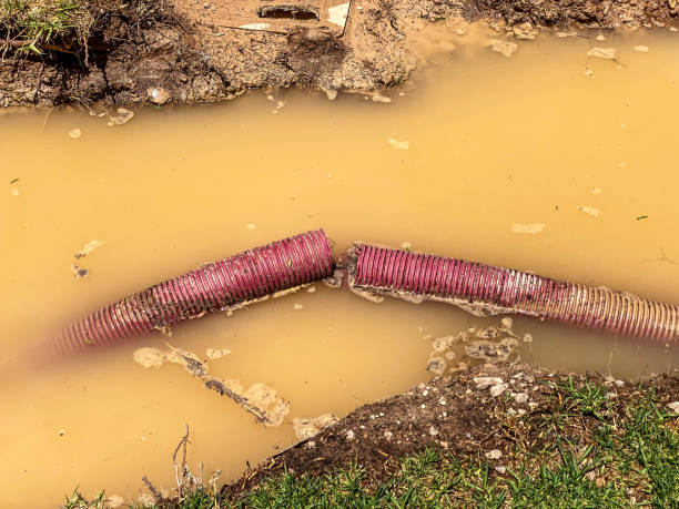 Best Basement water damage restoration  in Bruceton, TN